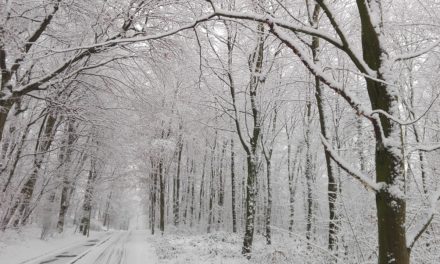 Circolazione stradale in periodo invernale e in caso di emergenza neve